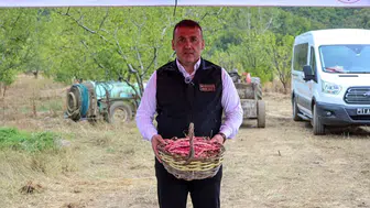 Bilecik toprakları bereketini taze barbunyayla gösteriyor: Hasat dönemi başladı