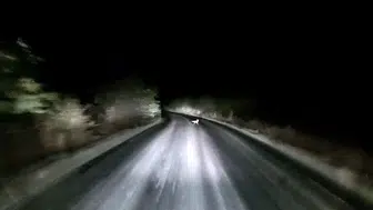 Gece yolculuğunda beklenmedik misafir: Farların aydınlattığı o anlar kamerada