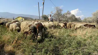 80 bin TL maaş bile çoban bulmaya yetmiyor: Kavurucu sıcakta 10 litre suyla hayatta kalma mücadelesi