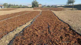 Alaşehirli üzüm üreticisinin beklediği müjdeli haber geldi: TMO piyasayı dengelemek için sahaya iniyor