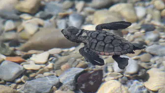 Aydın sahillerinde mucizevi yolculuk: 214 minik caretta mavi sulara kavuştu
