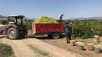 Denizli'de bağcıların isyanı: 10 ton üzümün maliyeti 200 bin lira, satış geliri ise 170 bin lira