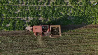 Yozgat topraklarında altı aylık sabır meyvesini verdi: Pancar tarlalarında hasat heyecanı