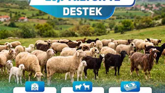 Denizli'de hayvancılığa dev destek: Bin 100 işletmenin yüzü güldü