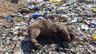 Bingöl'de vahşi katliam: Çöplükte üç bozayı kurşunlanmış halde bulundu