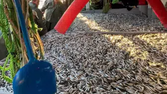 Gelibolu açıklarında devasa sürpriz: Bir ağ dolusu bereket