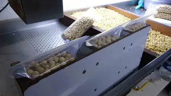 Fındıkta tüccar devri kapanıyor mu? Üretici artık kendi ürününün patronu oldu