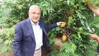 Fındığın Başkentinde Egzotik Devrim: Karadeniz'in Toprakları Artık Mango ve Ejder Meyvesiyle Tanışıyor