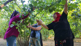 Fındık Bahçesinde Bir Yıllık İhmalin Bedeli: Ağır İş Yükü Bel ve Boyun Sağlığını Tehdit Ediyor