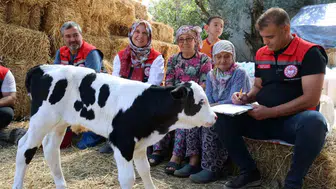 Muğla'da buzağı ölümlerine karşı dev seferberlik: İlk 24 saatte hayat kurtaran dokunuş