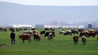 Erzurum'da hayvancılıkta destek takvimi işledi: Üreticiye kritik uyarı