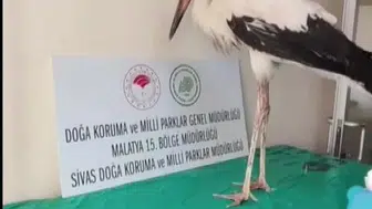 Kızılırmak’ın kanadı kırık misafiri yeniden gökyüzüyle buluştu