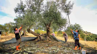 Zeytin üreticisinin acı tablosu: Hasat var ama kazanç hayal