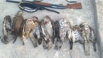 Göç yolundaki katliama ağır fatura: 7 arı şahini için milyonluk ceza