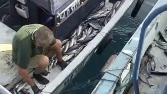 Karadeniz’in cömertliği sofralara yansıdı: Akçakoca’da palamut bereketi yaşanıyor