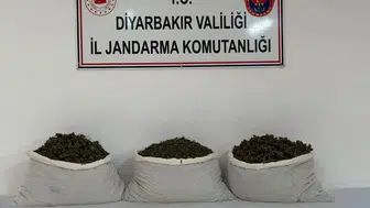 Diyarbakır'da zehir tacirlerine ağır darbe: Binlerce kök kenevir imha edildi