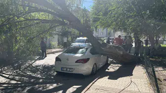 Niğde'de park keyfi kabusa döndü: Dev ağaç otomobili hurdaya çevirdi
