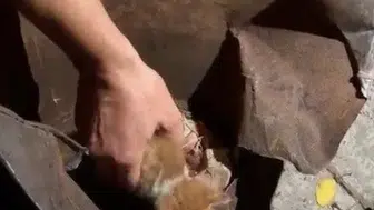 Soba kovasında mahsur kalan minik dostun zor anları: İtfaiye seferber oldu