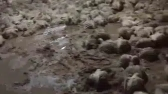Sakarya'da sağanak felaketi: Tavuk çiftliğinde acı bilanço