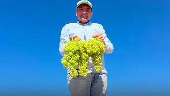 Saruhanlı Belediye Başkanı Ekrem Cıllı'nın tarladaki mesaisi hastanede bitti
