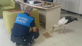 Duyarlı vatandaşların ihbarı leyleğin hayatını kurtardı