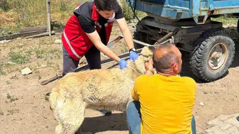 Köpek sahiplerine ağır yaptırım uyarısı: Kayıt yaptırmayana 10 bin, sokağa terk edene 108 bin TL fatura