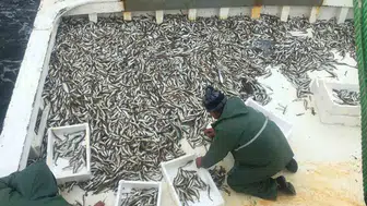 Karadeniz'de ağlar mezgitle doldu: Yeni sezonun ilk bereketi Sinop'tan geldi
