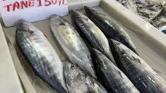 Marmara'da sezonun ilk müjdesi: Palamut ağları doldurdu, tezgahlarda fiyatlar belli oldu