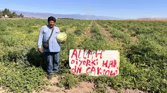 Tarlasına astığı dini uyarı tabelası fayda etmedi: Çiftçi çareyi nöbet tutmakta buldu