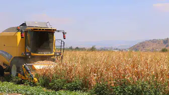 Kahramanmaraşlı çiftçinin mısır mesaisi: Beklenen rekolte iklim engeline takıldı