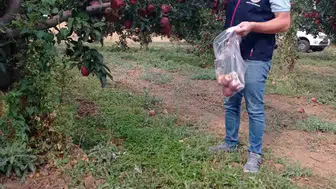 Sofralara gelen elmanın yolculuğu Çivril'de mercek altında