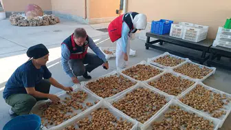Dünya markası Aydın incirinde taviz yok: Hasattan sofraya sıkı takip