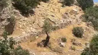Doğanın nadir sakinleri Diyarbakır'da ortaya çıktı: Avlamanın bedeli servet değerinde