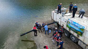 Kastamonu'nun su kaynaklarına devasa takviye: 800 bin sazan yavrusu doğayla buluştu