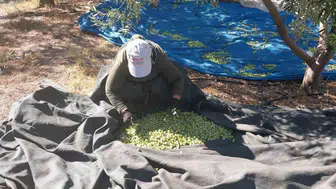 Mut Ovası'nda bereketli sezon: Zeytin ağaçları 13 milyonluk devasa bir serveti taşıyor