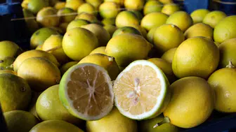 Çiftçinin 5 liraya sattığı limon markette 100 lirayı buldu: Hasat başladı ama yüzler gülmüyor