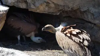 Cehennem Deresi'nin gökyüzü sakinleri ilk uçuşlarına hazırlanıyor
