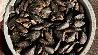 Bolu'da şüpheli araçtan çıkanlar şoke etti: 650 kilo bozuk midye ele geçirildi