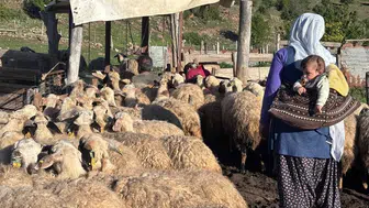 Asırlık göç yollarında bir yaşam mücadelesi: Erzincan dağlarında Şavak aşiretinin izleri