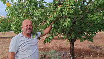 Malatya'da mevsimi çoktan kapandı sanılıyordu: Dalında taptaze kayısı görenler gözlerine inanamıyor