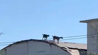 Serik'te şaşkına çeviren manzara: İnşaatın tepesinde keçi sürprizi