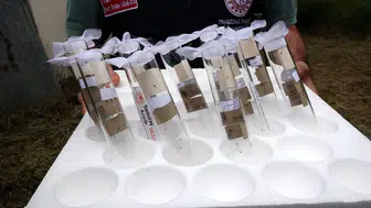 Fındık bahçelerinde kabus sona erdi: Samuray ordusu kokarcayı dize getirdi