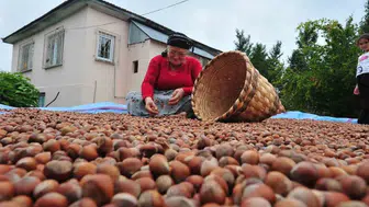 Düzce fındığında Avrupa rotası: İhracat rakamlarında dikkat çeken değişim