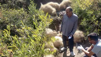 Ovacık'ta korku dolu anlar: Yabani hayvan paniği sürüyü uçuruma sürükledi