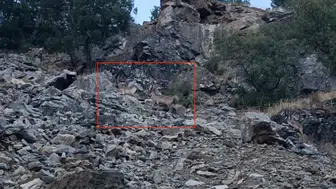 Diyarbakır'ın sarp yamaçlarında sürpriz karşılaşma: Doğanın nadide üyeleri objektiflere takıldı