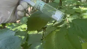 Fındık bahçelerinin gizli düşmanı samuray arılarıyla kıskaca alındı