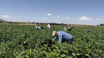 Gaziantep'te kışlık hazırlık telaşı: Tarladan sofraya uzanan zorlu yolculuk başladı