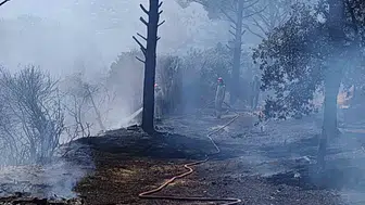 Aydın'da ormanlık alanda korkutan dumanlar: Ekipler zamanla yarıştı