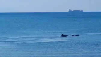 Marmara'nın sürpriz misafirleri Tekirdağ sahilinde keyifli anlar yaşattı