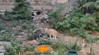 Tekirdağ'da bir kediyle başlayan iyilik hareketi: Şimdi 50 canın sorumluluğunu taşıyor